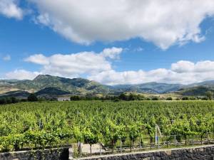 mount-etna-wine-tasting---what-you-need-to-know-before-you-go-04_original