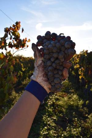 mount-etna-wine-tasting---what-you-need-to-know-before-you-go-08_original