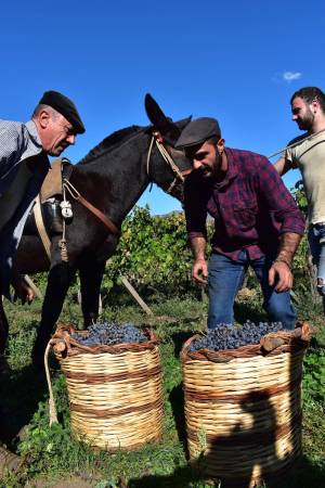 mount-etna-wine-tasting---what-you-need-to-know-before-you-go-09_original