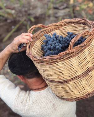 mount-etna-wine-tasting---what-you-need-to-know-before-you-go-10_original