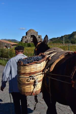 mount-etna-wine-tasting---what-you-need-to-know-before-you-go-11_original